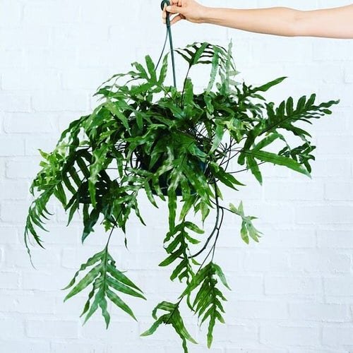 Best Hanging Ferns 6