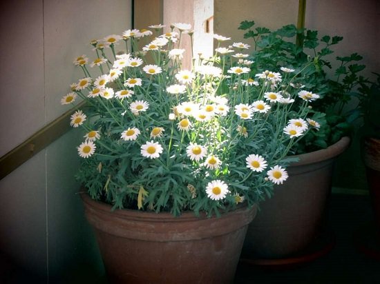 Growing Chamomile in Pots