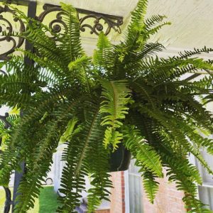 14 Best Hanging Ferns | Ferns for Hanging Basket