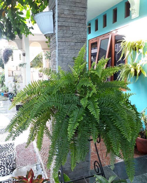 best ferns for containers 1