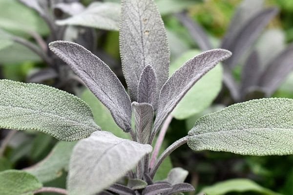 Sage Plants for a Witch's Garden