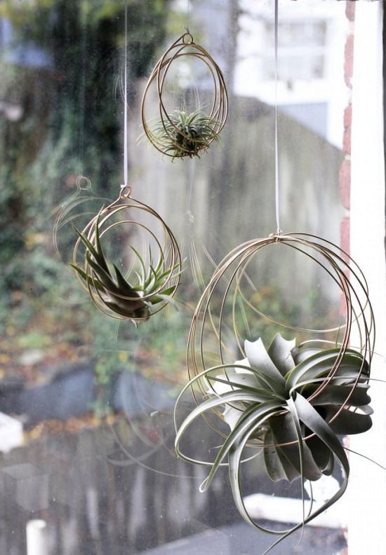 Air Plant Care Tips 1