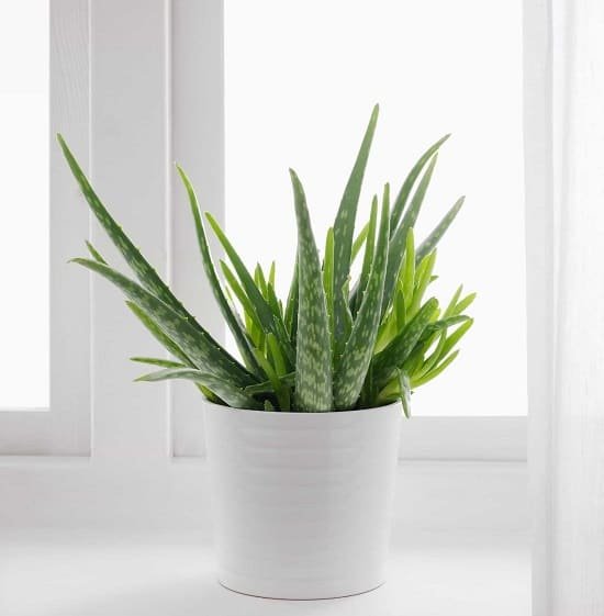 Healing Houseplants that can Improve your Health