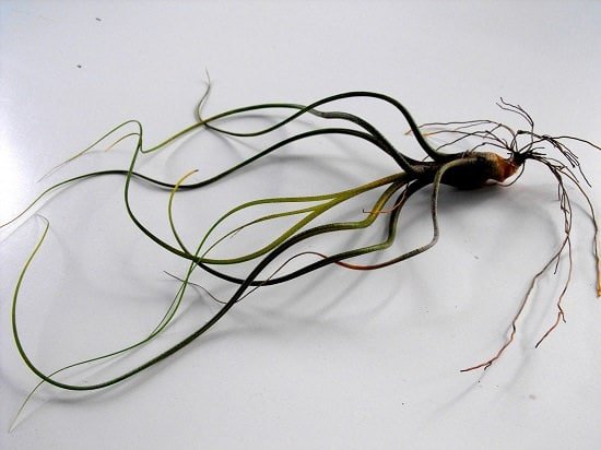 Air Plant Care Tips 5