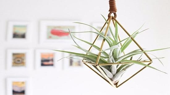 Air Plant Care Tips 7