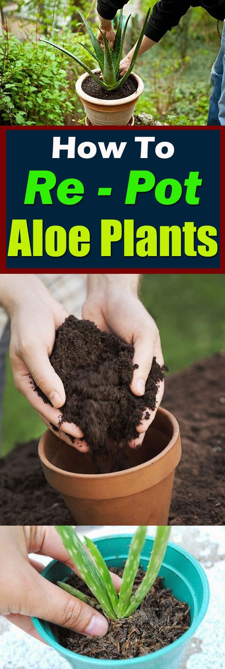 If you've got clump-forming succulent plants, this informative guide on "How to Re-pot Aloe Plants" will help you in dividing, propagating, and repotting them!