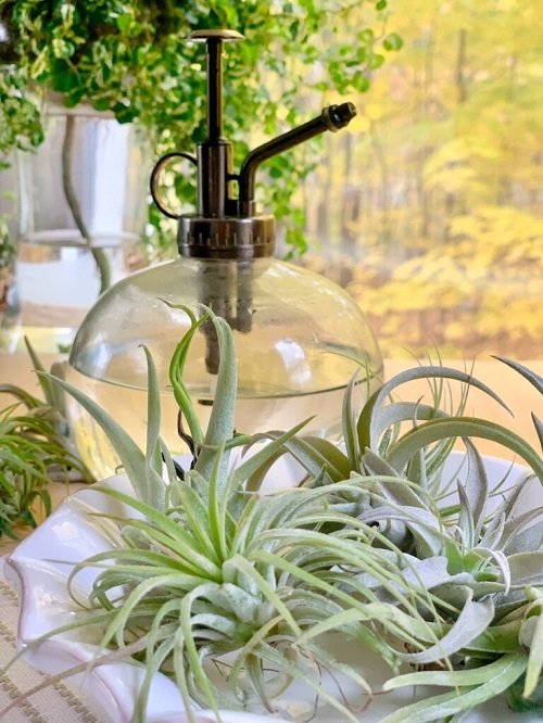 air plant care tips 8