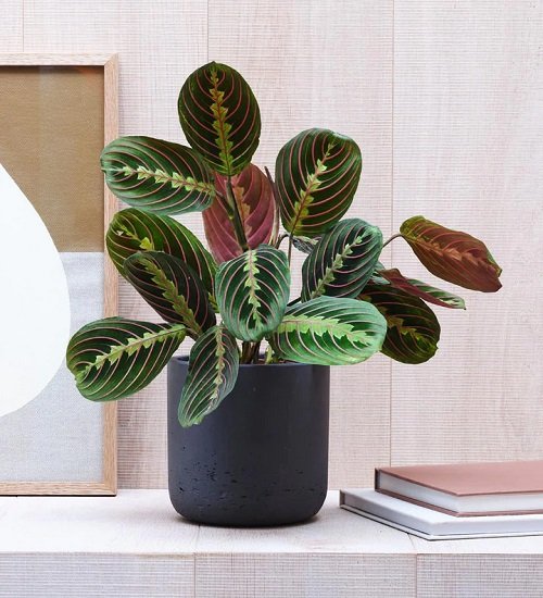 Most Resilient Houseplants 33