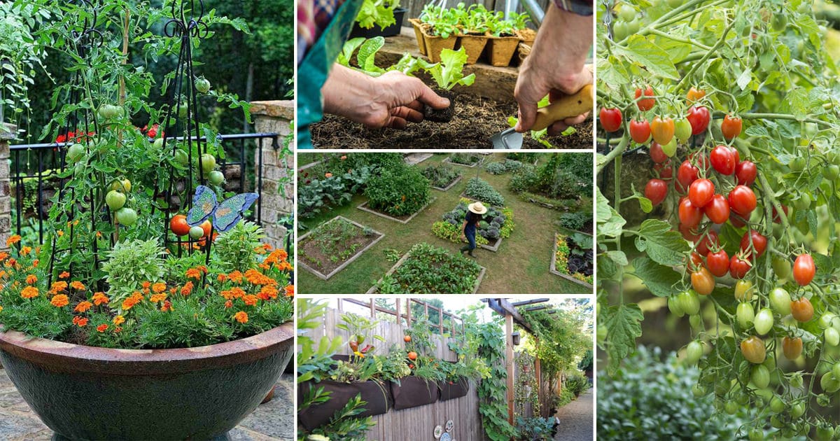 12 Great Tips For Starting A Kitchen Garden Every Beginner Should Know!