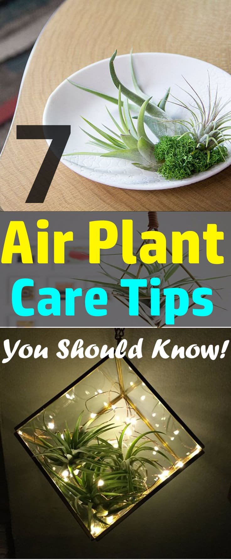 Want to grow air plants indoors? Check out the 7 most helpful Air Plant Care Tips before you start!