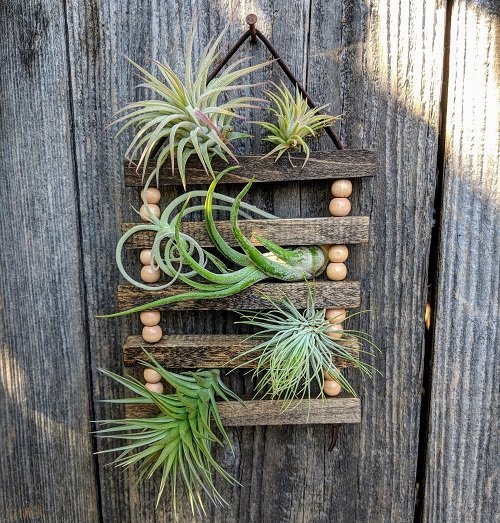 air plant care tips 10