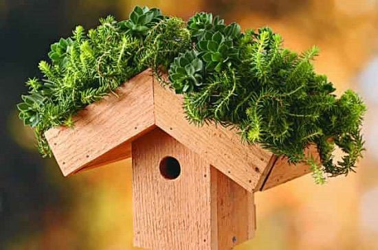 DIY Green Roof Birdhouse