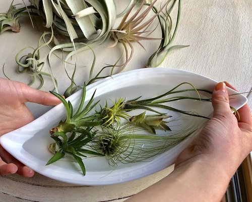 air plant care tips 4