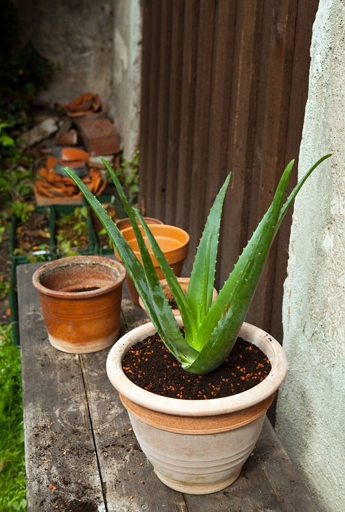 Care for Your Aloe Plant