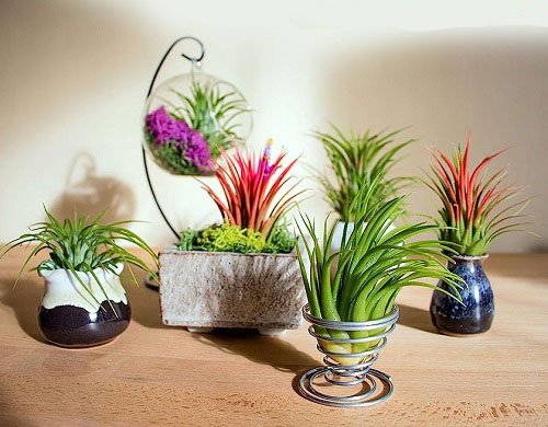 air plant care tips