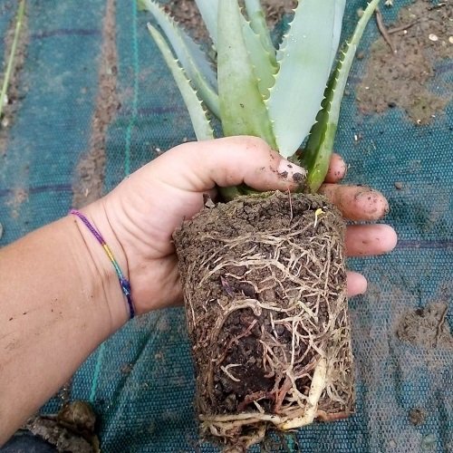 Aloe Roots Bounding