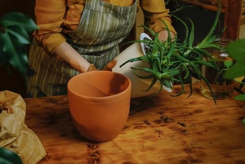 how to re-pot aloe plants 2
