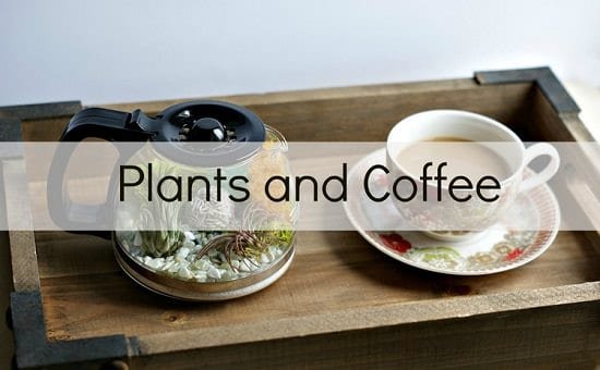Coffee Pot Terrarium Ideas
