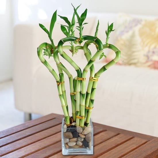 Check out these Lucky Bamboo Care Tips to learn how to grow this low care houseplant. It's perfect for your office desk, kitchen counter or as a table centerpiece!