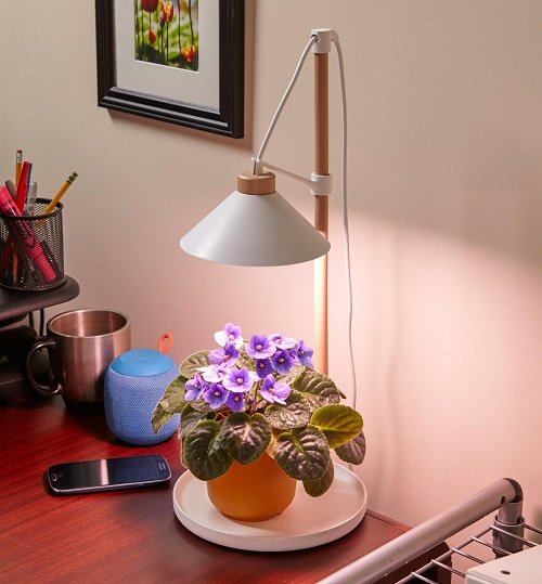 How to Force African Violets to Bloom 1