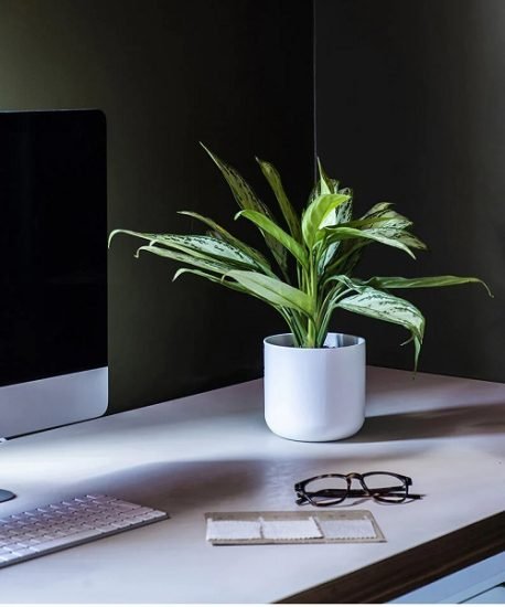 26 Best Office Desk Plants That Don't Need Space