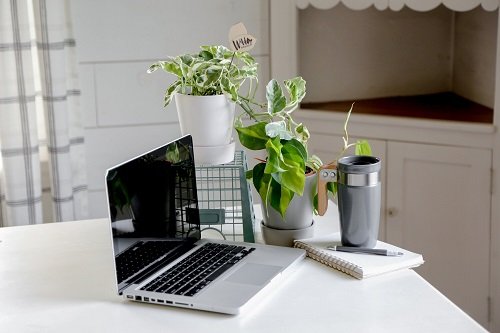 26 Best Office Desk Plants That Don't Need Space 9