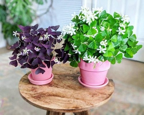 26 Best Office Desk Plants That Don't Need Space 6
