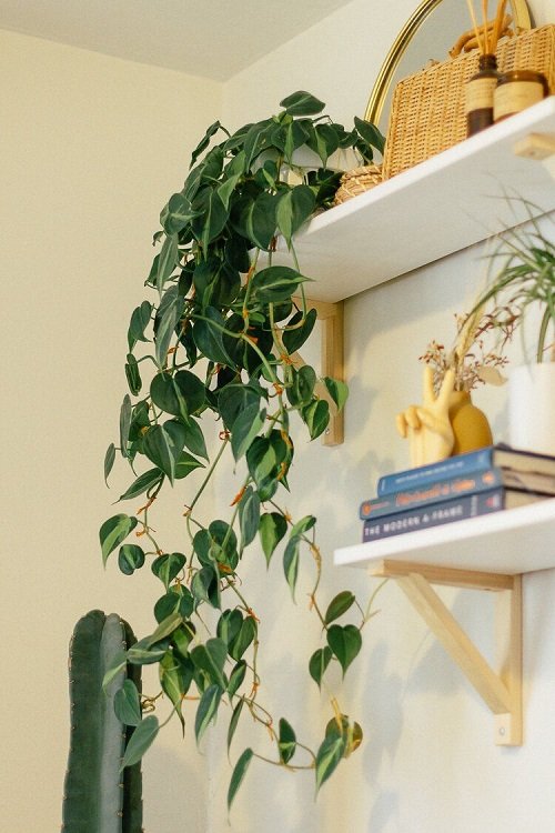 26 Best Office Desk Plants That Don't Need Space 7