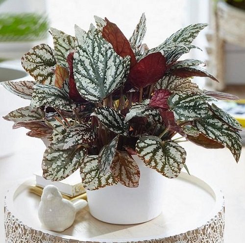 26 Best Office Desk Plants That Don't Need Space 10