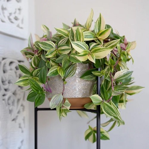 26 Best Office Desk Plants That Don't Need Space 11