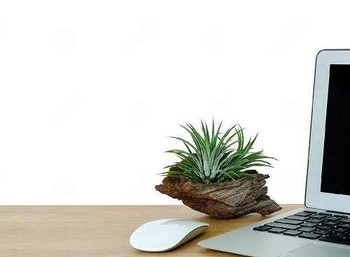 Air Plant-Plants that Grow Without Sunlight