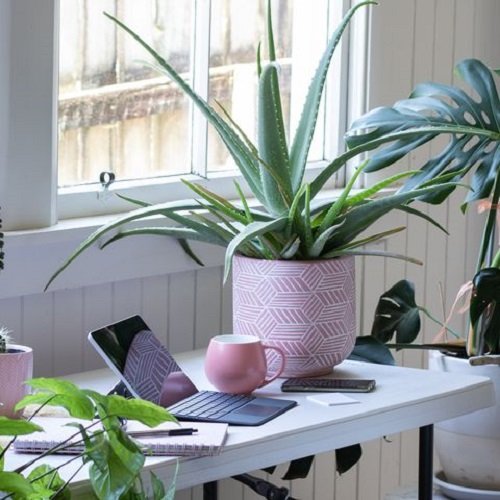 26 Best Office Desk Plants That Don't Need Space 1