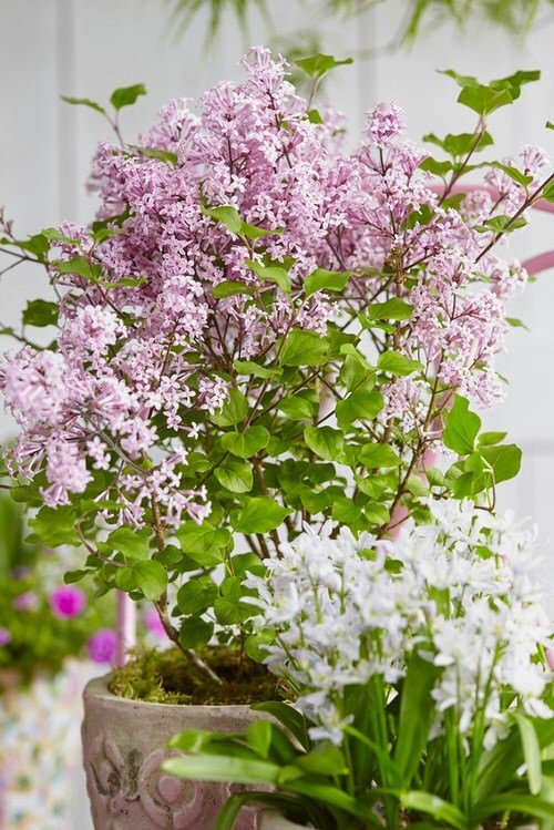 Most Fragrant Flowers According to Gardeners 6