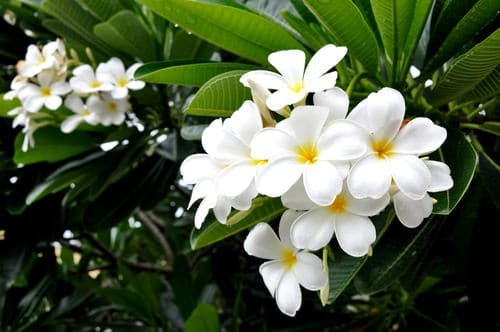 47 Most Fragrant Flowers According To