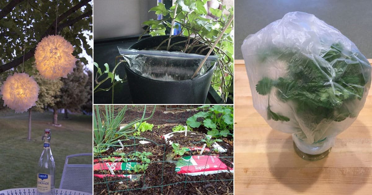 Agritech Black Nursery CoverPlastic Plant Grow Bags 6x8 Inch 500   Amazonin Garden  Outdoors