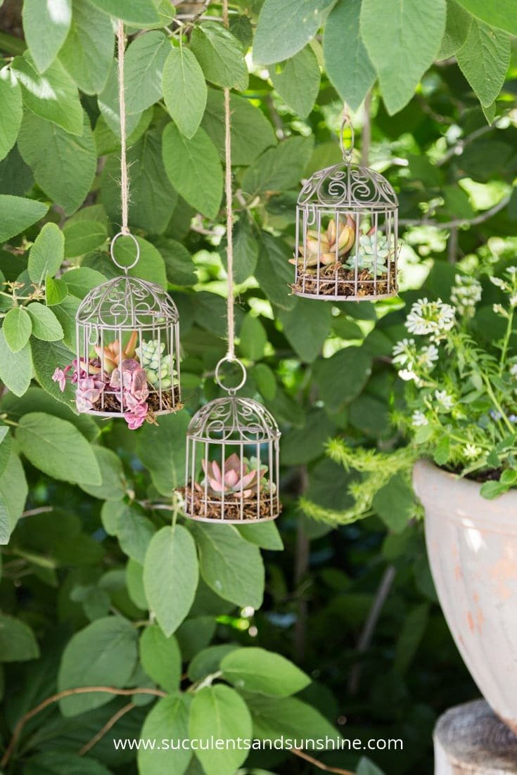 Miniature Succulent Bird Cages