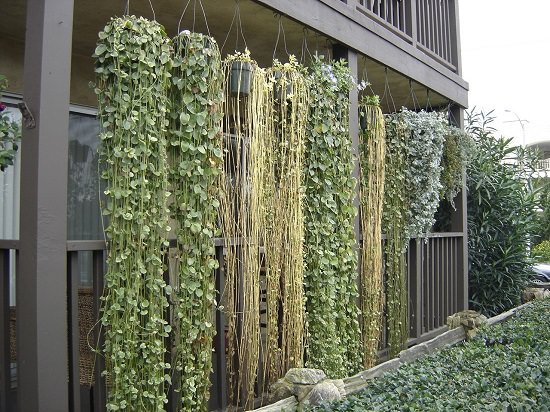 Green Plants As a Curtain