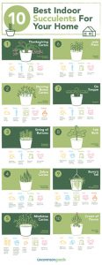 Everything About Growing Succulents in 8 Infographics | Balcony Garden Web