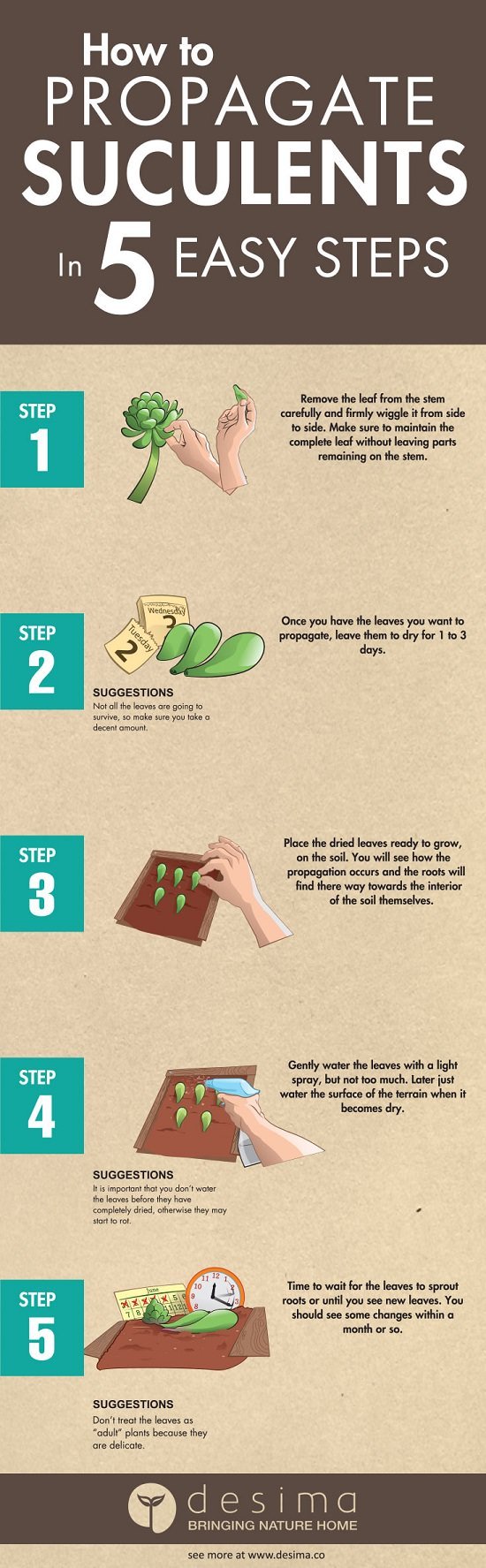 Everything About Growing Succulents in 8 Infographics