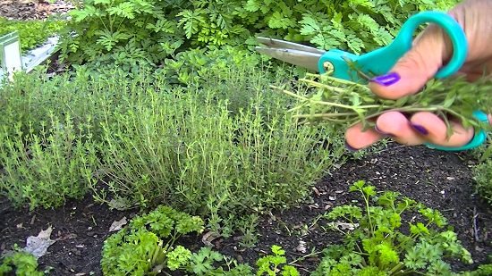 Here're 11 Herbs that Grow from Cuttings, it's an easy and less time-consuming method than seed propagation.