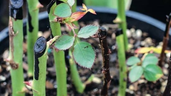 How to Plant Cuttings in Soil
