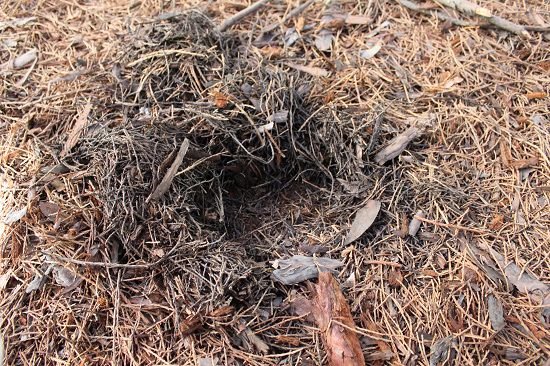 Pine Needles Uses in Garden you don't know about 