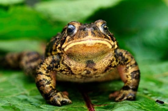 Attract Frogs To The Garden