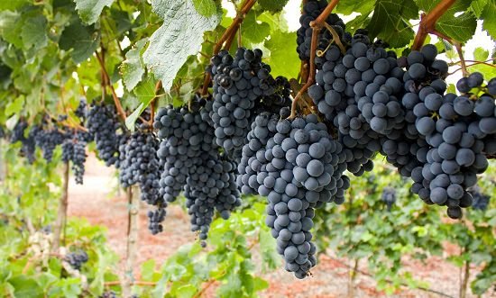 Best Perennial Vines 16