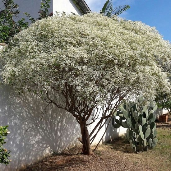 Bushes with White Flowers 4