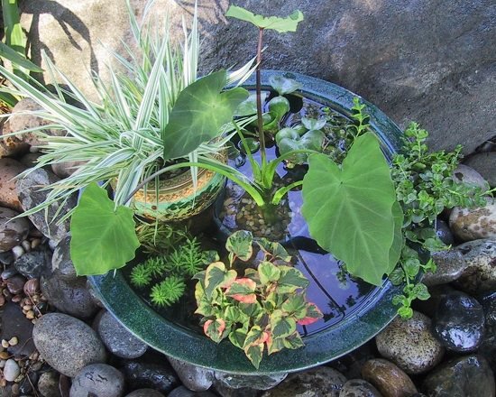 Soothing Container Water Pond