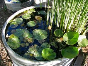 24 DIY Container Water Garden Ideas For Container Gardeners