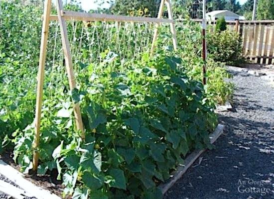 Reasons to Grow Cucumbers on Trellis