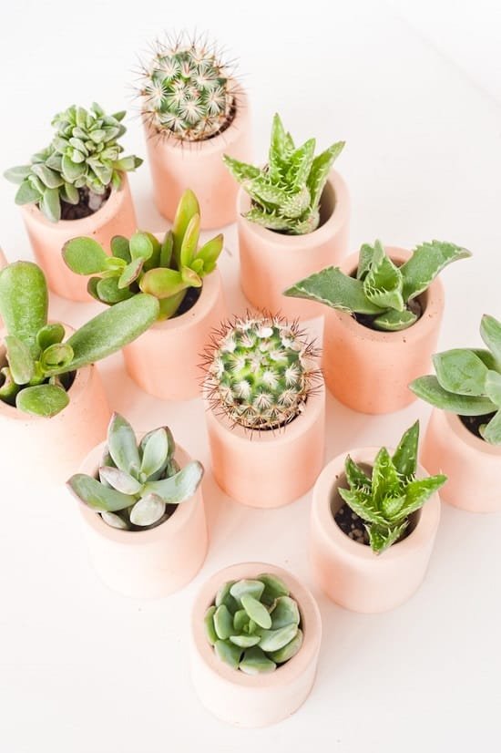 Make 36 DIY Tiny Planters in minutes to grow succulents and air plants with the help of tutorials in this article!