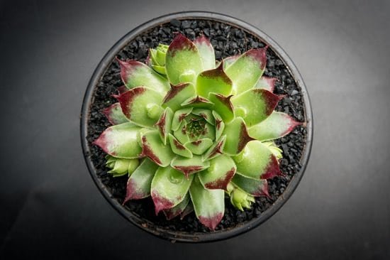 Best Succulents For Beginners 6